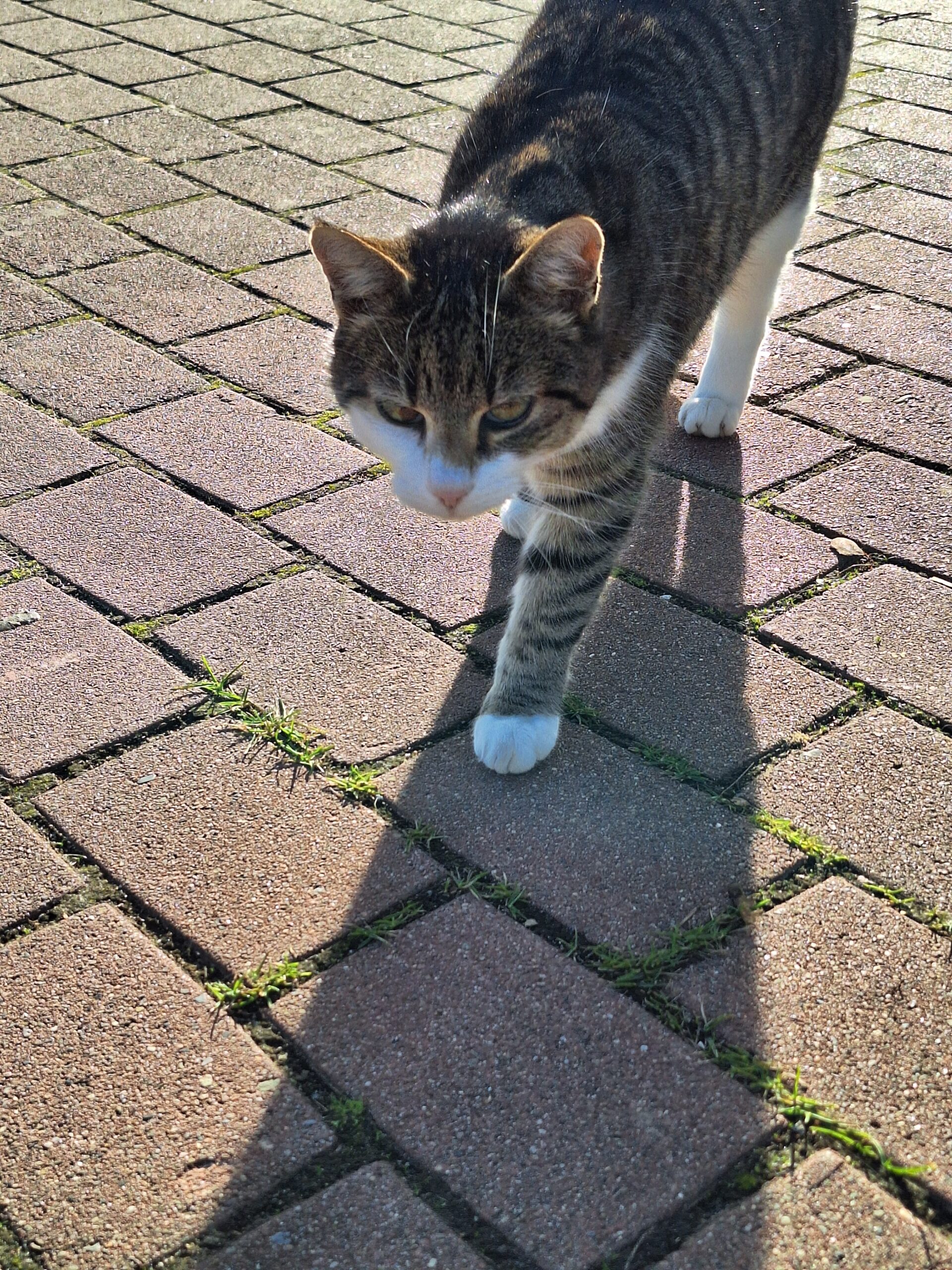 Katze